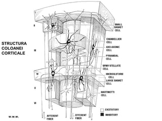 STRUCTURA
COLOANEI
CORTICALE
w.w.w.
 