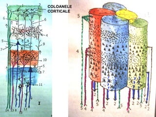 COLOANELE
CORTICALE
 