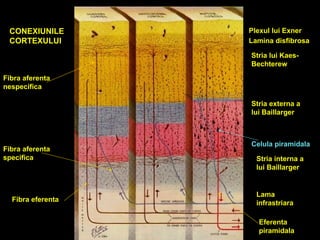 CONEXIUNILE
CORTEXULUI
Plexul lui Exner
Lamina disfibrosa
Stria externa a
lui Baillarger
Stria lui Kaes-
Bechterew
Stria interna a
lui Baillarger
Lama
infrastriara
Fibra aferenta
nespecifica
Fibra aferenta
specifica
Fibra eferenta
Eferenta
piramidala
Celula piramidala
 