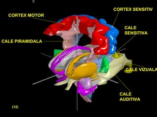 CALE PIRAMIDALA
CORTEX MOTOR
CORTEX SENSITIV
CALE
SENSITIVA
CALE VIZUALA
CALE
AUDITIVA
(12)
 