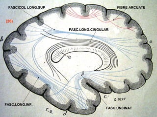 FIBRE ARCUATEFASCICOL LONG.SUP
FASC.LONG.INF.
FASC.UNCINAT
FASC.LONG.CINGULAR
(20)
 