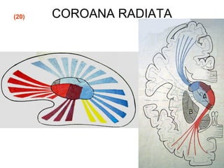COROANA RADIATA(20)
 