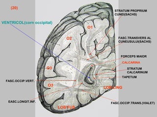 STRATUM PROPRIUM
CUNEI(SACHS)
STRATUM
CALCARINUM
FASC.TRANSVERS AL
CUNEUSULUI(SACHS)
FASC.OCCIP.VERT.
FASC.OCCIP.TRANS.(VIALET)EASC.LONGIT.INF.
FORCEPS MAIOR
TAPETUM
CALCARINA
O1
O2
O3
O3
LOB’FUS
LOB.LING
VENTRICOL(corn occipital)
(20)
 
