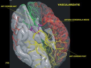 VASCULARIZATIE
ARTERA CEREBRALA MEDIE
ART.CEREBR.POST
ART.CEREBR.ANT
(12)
 