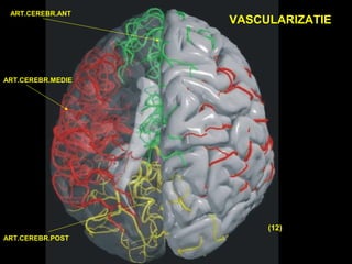 ART.CEREBR.ANT
ART.CEREBR.MEDIE
ART.CEREBR.POST
VASCULARIZATIE
(12)
 