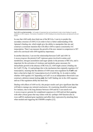 11
Fig 10. RNA can bind metabolite. An Example of experiment that can be performed in order to show binding of a specific
metabolite to a RNA sequence. The location of metabolite X in RNA binding site has altered the picture and represent by the red
bracket.
In case that rli60 really does bind one of the BCAAs, I can try to predict the
secondary structure of rli60 [11] in order to have a better understanding of the
Aptamer's binding site, which might give the ability to manipulate that site and
construct a consistent mutation that will affect rli60 to repress consistently ilvC
transcription. Then I can measure the growth of the new mutant in comparison to WT
and to be convinced with rli60 regulatory importance.
In another direction, I can test the relationship between CodY and rli60. In
L.monocytogenes the protein CodY represses genes involved in amino acid
metabolism, nitrogen assimilation and sugar uptake in the presence of BCAAs, and is
important for the activation of virulence and metabolic genes necessary for
intracellular growth in the absence of BCAAs [7]. rli60 might consist a binding site
for CodY [7] (fig. 11) and perhaps this is the mechanism that originally regulates ilvC
transcription, meaning that the deletion of rli60 cause miss-regulation by CodY and
that is what led to high ilvC transcription level of rli60 (fig. 8). In order to define
whether rli60 regulate ilvC depending on CodY or as an independent riboswitch I can
construct a deletion mutant lacking only the CodY binding site in the rli60 sequence
and see if the regulation ability has been lost.
Dealing with affects of rli60 on hly, this project results can't give significant data that
will help to manage any rational conclusions. hly examining should be tested again.
For instance, due to the long distance between rli60 and hly I can search over
L.monocytogenes genome for compliment sequences to rli60 and test their gapping
with other critical genes that may relates with hly- perhaps rli60 function also as
trans-asRNA mediated gene regulation and affect their expression by attaching them
when needed and triggering the CRISPR complex [12].
 