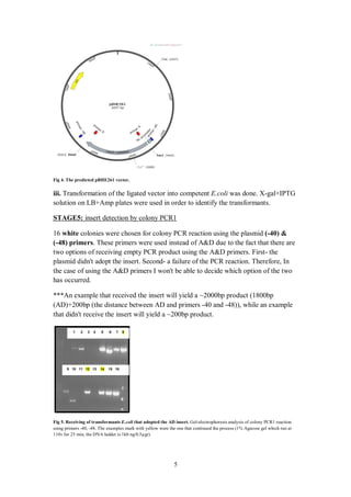 5
Fig 4. The predicted pBHE261 vector.
iii. Transformation of the ligated vector into competent E.coli was done. X-gal+IPTG
solution on LB+Amp plates were used in order to identify the transformants.
1insert detection by colony PCRSTAGE5:
16 white colonies were chosen for colony PCR reaction using the plasmid (-40) &
(-48) primers. These primers were used instead of A&D due to the fact that there are
two options of receiving empty PCR product using the A&D primers. First- the
plasmid didn't adopt the insert. Second- a failure of the PCR reaction. Therefore, In
the case of using the A&D primers I won't be able to decide which option of the two
has occurred.
***An example that received the insert will yield a ~2000bp product (1800bp
(AD)+200bp (the distance between AD and primers -40 and -48)), while an example
that didn't receive the insert will yield a ~200bp product.
Fig 5. Receiving of transformants E.coli that adopted the AD insert. Gel-electrophoresis analysis of colony PCR1 reaction
using primers -40, -48. The examples mark with yellow were the one that continued the process (1% Agarose gel which run at
110v for 25 min, the DNA ladder is 1kb ng/0.5µgr).
87654321
161514131211109
 