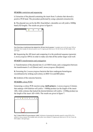 6
: restriction and sequencingSTAGE6
i. Extraction of the plasmid containing the insert from 3 colonies that showed a
positive PCR band. The procedure performed by using a plasmid extraction kit.
ii. The plasmid was cut by the REs Xma1&Sac1, desirable cut will yield a 1800bp
band (AD length). The results are given in figure 6.
Fig 6. Receiving a transformant that adopted the AD insert into its genome. 3 examples were cut by the same 2 REs as
described. Only example (8) showed a positive cut (1% Agarose gel which run at 110v for 20 min, the DNA ladder is 1kb
ng/0.5µgr).
iii. Sequencing the AD insert and comparing it to the predicted sequence (genomic
L.monocytogenes DNA) in order to make sure that all the earlier stages went well.
transformation and conjugation7:STAGE
i. Transformation of the plasmid into E.coli SM10 strain, and a conjugation between
the transformants E.coli (Donor) and L.monocytogenes (Recipient).
ii. Screening for L.monocytogenes bacteria that have undergone homologous
recombination by striking each colony on BHI+Cm and BHI plates.
iii. Isolation of the outcome bacteria.
2colony PCR:STAGE8
Generating a colony PCR reaction using A&D primers. L.monocytogenes Colonies
that undergo rli60 deletion will yield a ~1800bp product (as the length of the insert
AD), while colonies that lacked the desired deletion will yield a ~2100bp product (as
the length of the insert AD+rli60). The results are given in figure 7.
Fig 7. Colony PCR2 of L.monocytogenes rli60. Verification of generating the desirable mutant by colony PCR of Cm
sensitive L.monocytogenes.The example mark with yellow were isolated (1% Agarose gel which run at 110v for 25 min, the
DNA ladder is 1kb ng/0.5µgr).
14128
987654321
 
