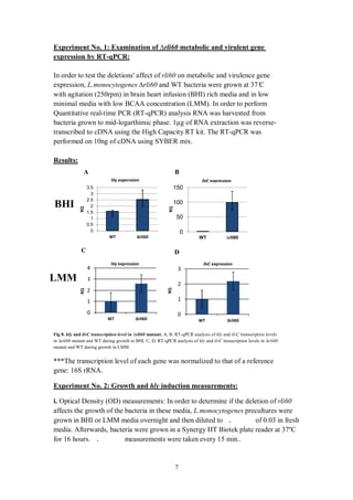 7
genemetabolic and virulentrli60xamination ofE:Experiment No. 1
:qPCR-by RTexpression
In order to test the deletions' affect of rli60 on metabolic and virulence gene
expression, L.monocytogenes rli60 and WT bacteria were grown at 37 C
with agitation (250rpm) in brain heart infusion (BHI) rich media and in low
minimal media with low BCAA concentration (LMM). In order to perform
Quantitative real-time PCR (RT-qPCR) analysis RNA was harvested from
bacteria grown to mid-logarthimic phase. 1µg of RNA extraction was reverse-
transcribed to cDNA using the High Capacity RT kit. The RT-qPCR was
performed on 10ng of cDNA using SYBER mix.
Results:
Fig 8. hly and ilvC transcription level in rli60 mutant. A, B. RT-qPCR analysis of hly and ilvC transcription levels
in rli60 mutant and WT during growth in BHI. C, D. RT-qPCR analysis of hly and ilvC transcription levels in rli60
mutant and WT during growth in LMM.
***The transcription level of each gene was normalized to that of a reference
gene: 16S rRNA.
measurements:inductionhlyGrowth and:2Experiment No.
i. Optical Density (OD) measurements: In order to determine if the deletion of rli60
affects the growth of the bacteria in these media, L.monocytogenes precultures were
grown in BHI or LMM media overnight and then diluted to . of 0.03 in fresh
media. Afterwards, bacteria were grown in a Synergy HT Biotek plate reader at 37ºC
for 16 hours. . measurements were taken every 15 min..
0
50
100
150
WT rli60
RQ
ilvC expression
0
0.5
1
1.5
2
2.5
3
3.5
WT rli60
RQ
hly experssion
0
1
2
3
WT rli60
ilvC expression
RQ
0
1
2
3
4
WT rli60
hly expression
RQ
BHI
A B
DC
LMM
 