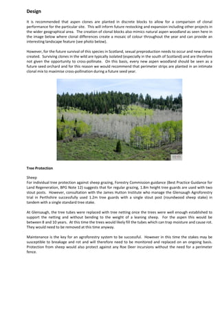 Design
It is recommended that aspen clones are planted in discrete blocks to allow for a comparison of clonal
performance for the particular site. This will inform future restocking and expansion including other projects in
the wider geographical area. The creation of clonal blocks also mimics natural aspen woodland as seen here in
the image below where clonal differences create a mosaic of colour throughout the year and can provide an
interesting landscape feature (see photo below).
However, for the future survival of this species in Scotland, sexual preproduction needs to occur and new clones
created. Surviving clones in the wild are typically isolated (especially in the south of Scotland) and are therefore
not given the opportunity to cross-pollinate. On this basis, every new aspen woodland should be seen as a
future seed orchard and for this reason we would recommend that perimeter strips are planted in an intimate
clonal mix to maximise cross-pollination during a future seed year.
Tree Protection
Sheep
For individual tree protection against sheep grazing, Forestry Commission guidance (Best Practice Guidance for
Land Regeneration, BPG Note 12) suggests that for regular grazing, 1.8m height tree guards are used with two
stout posts. However, consultation with the James Hutton Institute who manage the Glensaugh Agroforestry
trial in Perthshire successfully used 1.2m tree guards with a single stout post (roundwood sheep stake) in
tandem with a single standard tree stake.
At Glensaugh, the tree tubes were replaced with tree netting once the trees were well enough established to
support the netting and without bending to the weight of a leaning sheep. For the aspen this would be
between 8 and 10 years. At this time the trees would likely fill the tubes which can trap moisture and cause rot.
They would need to be removed at this time anyway.
Maintenance is the key for an agroforestry system to be successful. However in this time the stakes may be
susceptible to breakage and rot and will therefore need to be monitored and replaced on an ongoing basis.
Protection from sheep would also protect against any Roe Deer incursions without the need for a perimeter
fence.
 
