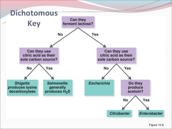 (A) 1 bacterial classification schemes new