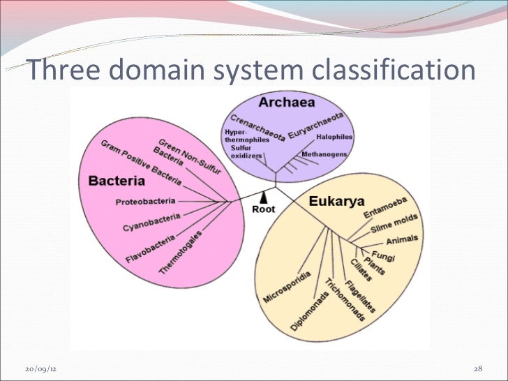 🎉 Three domain system of classification. 1.3 Classification. 20190227