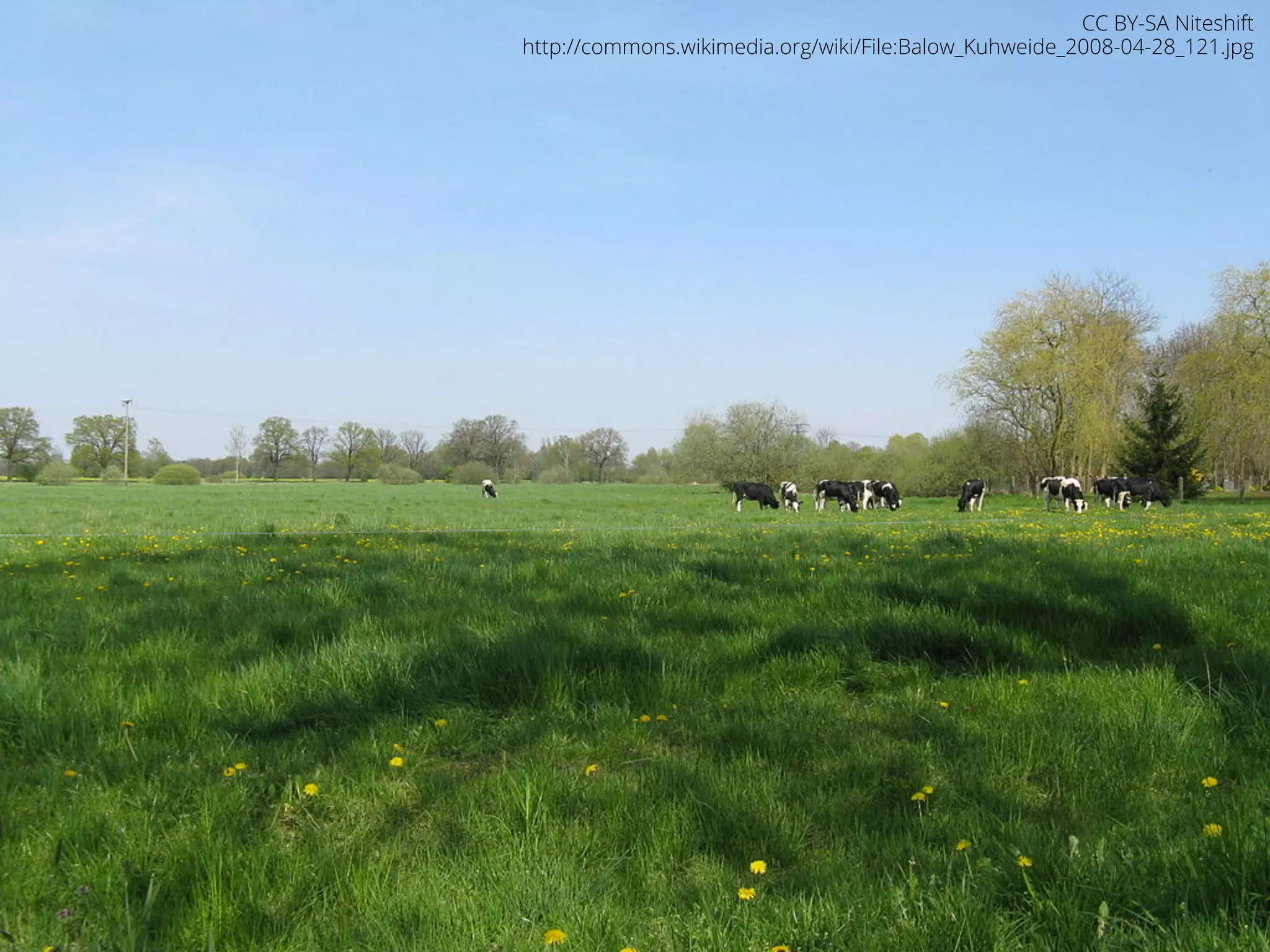 CC BY-SA Niteshift 
http://commons.wikimedia.org/wiki/File:Balow_Kuhweide_2008-04-28_121.jpg 
 