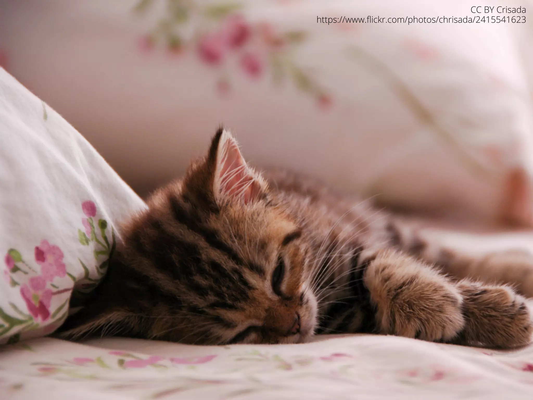 CC BY Crisada 
https://www.flickr.com/photos/chrisada/2415541623 
 