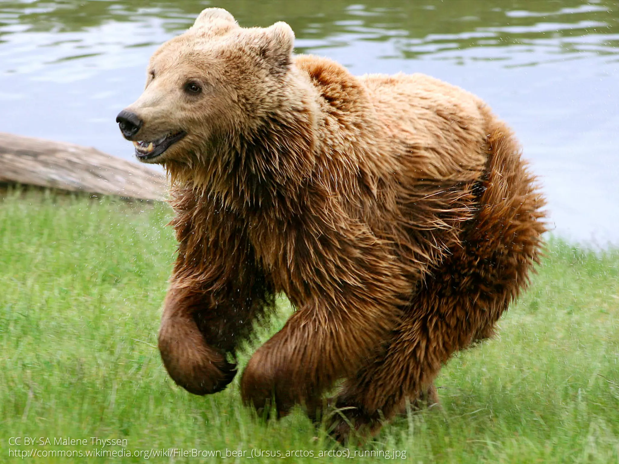 CC BY-SA Malene Thyssen 
http://commons.wikimedia.org/wiki/File:Brown_bear_(Ursus_arctos_arctos)_running.jpg 
 
