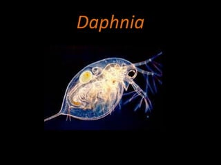 Daphnia
 