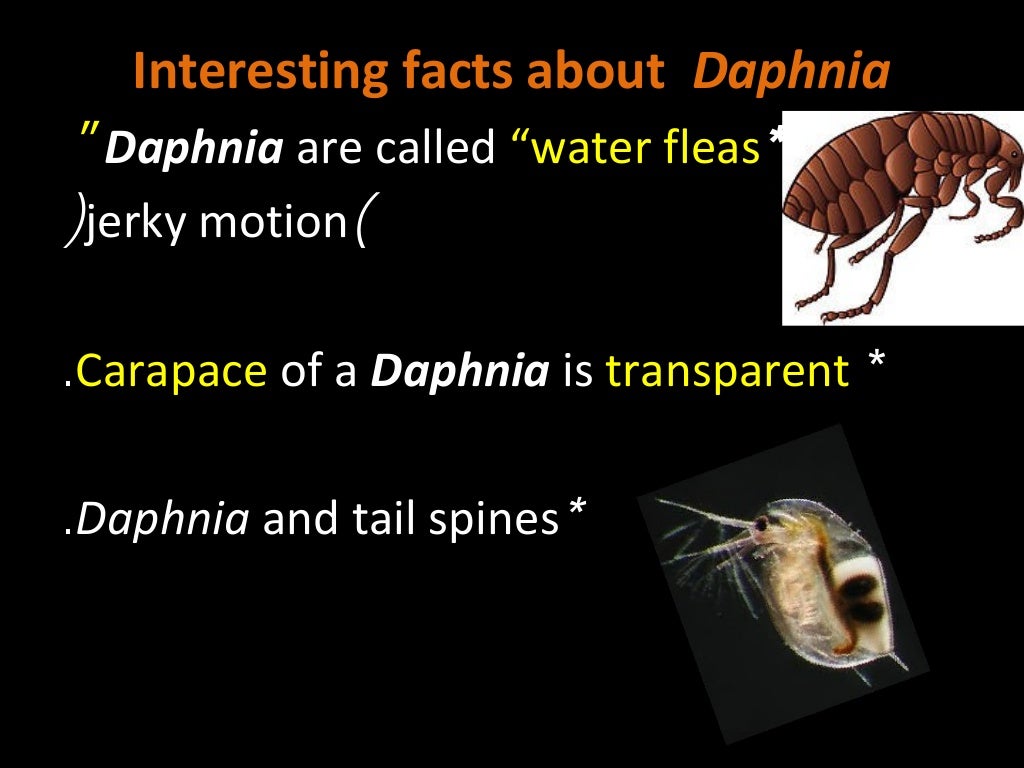 Daphnia