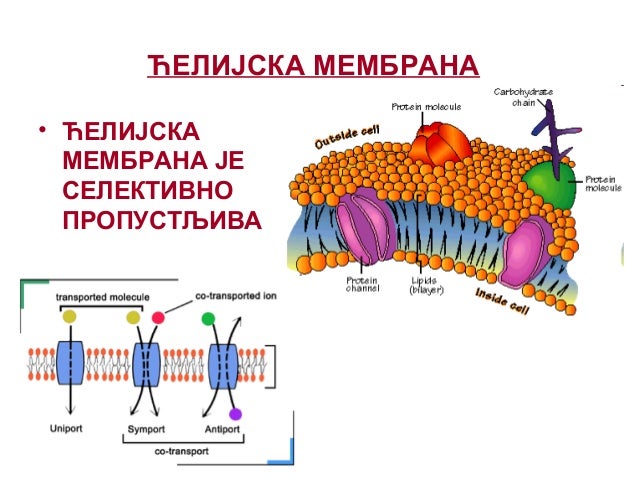 A1 Celija
