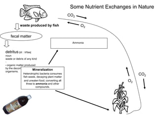 Some Nutrient Exchanges in Nature
CO2
waste produced by fish

O2

fecal matter
Ammonia

detritus |diˈtrītəs|
noun
waste or debris of any kind
:
• organic matter produced
by the decomposition of
Mineralization
organisms.
Heterotrophic bacteria consumes
fish waste, decaying plant matter
and uneaten food, converting all
three to ammonia and other
compounds.

CO2
O2

 