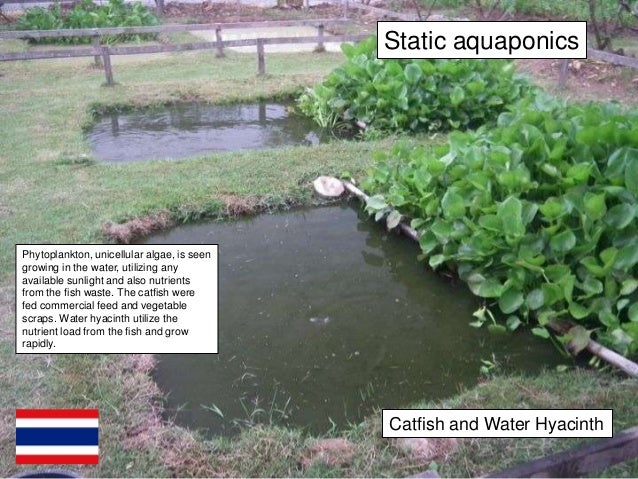 1 pound duckweed live plants for tilapia food aquaponics