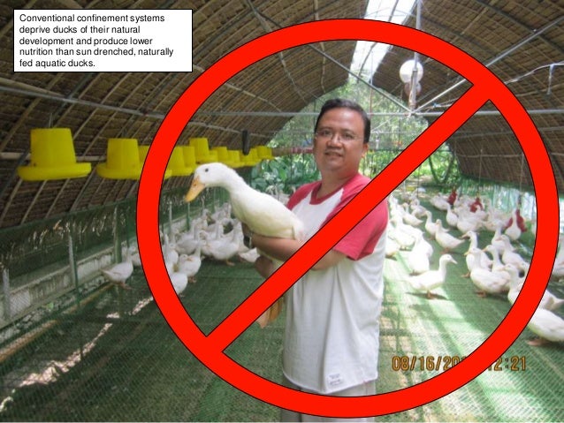 a1 aquaponics - intro and design