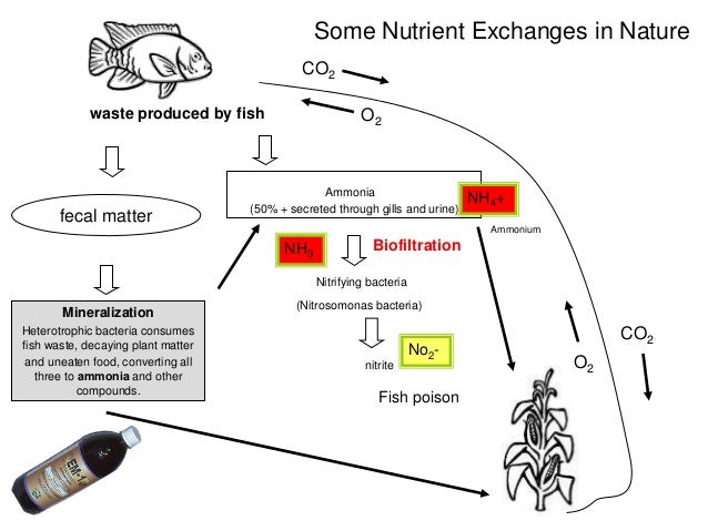 a1 aquaponics - intro and design