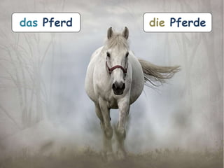 das Pferd die Pferde
 