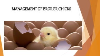MANAGEMENT OF BROILER CHICKS
 