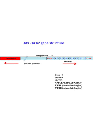 APETALA2 gene structure.pdf