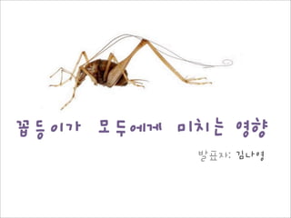 꼽등이가 모두에게 미치는 영향
발표자: 김나영
 
