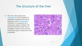 The structure of the liver
 The liver cells namely the
hepatocytes carry hundreds of
metabolic processes and has an
important role in homeostasis.
Therefore it is essential for a
continuous supply of blood. The
internal structure of the liver is
arranged to ensure that as much
blood flows past as many liver cells
as possible
5/17/2015 10
 