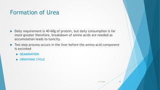 Formation of Urea
 Daily requirement is 40-60g of protein, but daily consumption is far
more greater therefore, breakdown of amino acids are needed as
accumulation leads to toxicity.
 Two step process occurs in the liver before the amino acid component
is excreted
 DEAMINATION
 ORNITHINE CYCLE
5/17/2015 18
 