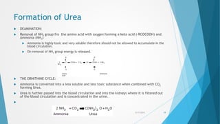 Formation of Urea
 DEAMINATION:
 Removal of NH3 group fro the amino acid with oxygen forming a keto acid (-RCOCOOH) and
Ammonia (NH3)
 Ammonia is highly toxic and very soluble therefore should not be allowed to accumulate in the
blood circulation.
 On removal of NH3 group energy is released.
 THE ORNITHINE CYCLE:
 Ammonia is converted into a less soluble and less toxic substance when combined with CO2
forming Urea.
 Urea is further passed into the blood circulation and into the kidneys where it is filtered out
of the blood circulation and is concentrated in the urine.

5/17/2015 19
 