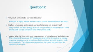 Questions:
1. Why must ammonia be converted to urea?
2. Explain why excess amino acids and alcohol should not be excreted?
3. Suggest why the liver cells have large number of mitochondria and ribosomes
5/17/2015 23
Ammonia is highly soluble and very toxic; urea is less soluble and less toxic
They contain valuable energy that can be converted to useable forms. Some
amino acids can be converted into other amino acids
The mitochondria provide ATP (metabolic energy) for the active or energy-
requiring processes, e.g. protein synthesis, mitosis, active transport, endo
and exocytosis. The ribosomes manufacture the many enzymes that are
needed in liver cells.
 