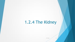 1.2.4 The Kidney
5/17/2015 24
 