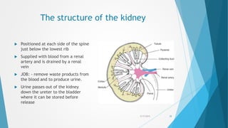 The structure of the kidney
 Positioned at each side of the spine
just below the lowest rib
 Supplied with blood from a renal
artery and is drained by a renal
vein
 JOB: - remove waste products from
the blood and to produce urine.
 Urine passes out of the kidney
down the ureter to the bladder
where it can be stored before
release
5/17/2015 25
 