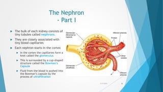 The Nephron
- Part I
 The bulk of each kidney consists of
tiny tubules called nephrons.
 They are closely associated with
tiny blood capillaries
 Each nephron starts in the cortex
 In the cortex the capillaries form a
knot called the glomerulus
 This is surrounded by a cup-shaped
structure called the Bowman’s
Capsule
 Fluid from the blood is pushed into
the Bowman’s capsule by the
process of ultrafiltration
5/17/2015 26
 