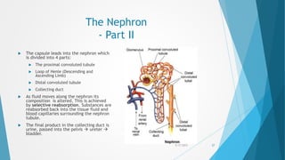 The Nephron
- Part II
 The capsule leads into the nephron which
is divided into 4 parts:
 The proximal convoluted tubule
 Loop of Henle (Descending and
Ascending Limb)
 Distal convoluted tubule
 Collecting duct
 As fluid moves along the nephron its
composition is altered. This is achieved
by selective reabsorption. Substances are
reabsorbed back into the tissue fluid and
blood capillaries surrounding the nephron
tubule.
 The final product in the collecting duct is
urine, passed into the pelvis  ureter 
bladder.
5/17/2015 27
 