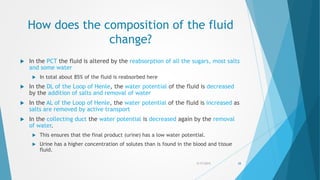 How does the composition of the fluid
change?
 In the PCT the fluid is altered by the reabsorption of all the sugars, most salts
and some water
 In total about 85% of the fluid is reabsorbed here
 In the DL of the Loop of Henle, the water potential of the fluid is decreased
by the addition of salts and removal of water
 In the AL of the Loop of Henle, the water potential of the fluid is increased as
salts are removed by active transport
 In the collecting duct the water potential is decreased again by the removal
of water.
 This ensures that the final product (urine) has a low water potential.
 Urine has a higher concentration of solutes than is found in the blood and tissue
fluid.
5/17/2015 28
 