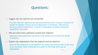 Questions:
1. Suggest why the nephrons are convoluted
2. Why are there many capillaries around each nephron?
3. Explain why reabsorption from the nephron must be selective
5/17/2015 29
The fact that the nephrons are convoluted allows there to be an increase the
length for greater surface area for absorption or filtration. This ensures
accuracy and minimizes loss in terms of absorption of useful molecules
required for the body.
Materials reabsorbed from the fluid in the tubule can re-enter the blood
circulation
Some of the molecules in the nephron are waste and must be left in the fluid
to be excreted. Other molecules are useful to the body and must be
reabsorbed.
 