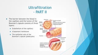 Ultrafiltration
- PART II
 The barrier between the blood in
the capillary and the lumen of the
Bowman’s capsule consists of three
layers:
 Endothelium of the capillary
 A basement membrane
 The epithelial cells of the
Bowman’s capsule (podocytes)
5/17/2015 35
 