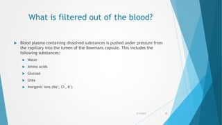 What is filtered out of the blood?
 Blood plasma containing dissolved substances is pushed under pressure from
the capillary into the lumen of the Bowmans capsule. This includes the
following substances:
 Water
 Amino acids
 Glucose
 Urea
 Inorganic ions (Na+, Cl-, K+)
5/17/2015 37
 
