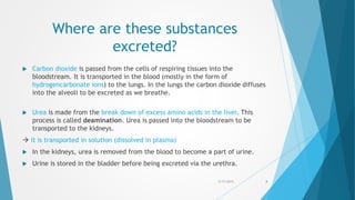 Where are these substances
excreted?
 Carbon dioxide is passed from the cells of respiring tissues into the
bloodstream. It is transported in the blood (mostly in the form of
hydrogencarbonate ions) to the lungs. In the lungs the carbon dioxide diffuses
into the alveoli to be excreted as we breathe.
 Urea is made from the break down of excess amino acids in the liver. This
process is called deamination. Urea is passed into the bloodstream to be
transported to the kidneys.
 it is transported in solution (dissolved in plasma)
 In the kidneys, urea is removed from the blood to become a part of urine.
 Urine is stored in the bladder before being excreted via the urethra.
5/17/2015 4
 