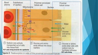 Selective Reabsorption
- PART I
5/17/2015 41PCT cells lining towards the capillaries
PCT cells lining
 