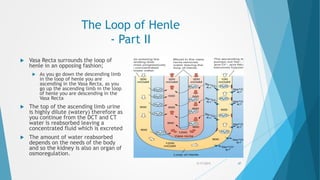 The Loop of Henle
- Part II
 Vasa Recta surrounds the loop of
henle in an opposing fashion;
 As you go down the descending limb
in the loop of henle you are
ascending in the Vasa Recta, as you
go up the ascending limb in the loop
of henle you are descending in the
Vasa Recta
 The top of the ascending limb urine
is highly dilute (watery) therefore as
you continue from the DCT and CT
water is reabsorbed leaving a
concentrated fluid which is excreted
 The amount of water reabsorbed
depends on the needs of the body
and so the kidney is also an organ of
osmoregulation.
5/17/2015 47
 