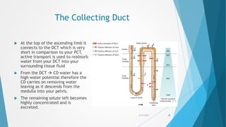 The Collecting Duct
 At the top of the ascending limb it
connects to the DCT which is very
short in comparison to your PCT,
active transport is used to reabsorb
water from your DCT into your
surrounding tissue fluid
 From the DCT  CD water has a
high water potential therefore the
CD carries on removing water
leaving as it descends from the
medulla into your pelvis.
 The remaining solute left becomes
highly concentrated and is
excreted.
5/17/2015 48
 