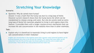 Stretching Your Knowledge
Scenario:
 Question: Why do camels have humps?
Answer: It was a myth that the hump was due to a long loop of henle.
However current research shows that the hump stores fat which can be
metabolized to release energy and water. But why do camels need an extra
long loop of Henle? All mammals adapted to living in arid regions share this
feature. It provides them with a longer countercurrent mechanism that can
increase the salt concentration in the medulla more than in other mammals.
Task:
 Explain why it is beneficial to mammals living in arid regions to have higher
salt concentrations in their medullas?
5/17/2015 49
A higher salt concentration in the medulla means that a greater water potential gradient can be
achieved between the urine in the CD and the medulla. This means that more water can be
reabsorbed from the CD and then pass into blood capillaries and the urine is made more
concentrated. There will be less urine produced and less water lost.
 