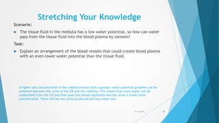 Stretching Your Knowledge
Scenario:
 The tissue fluid in the medulla has a low water potential, so how can water
pass from the tissue fluid into the blood plasma by osmosis?
Task:
 Explain an arrangement of the blood vessels that could create blood plasma
with an even lower water potential than the tissue fluid.
5/17/2015 50
A higher salt concentration in the medulla means that a greater water potential gradient can be
achieved between the urine in the CD and the medulla. This means that more water can be
reabsorbed from the CD and then pass into blood capillaries and the urine is made more
concentrated. There will be less urine produced and less water lost.
 