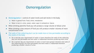 Osmoregulation
 Osmoregulation = control of water levels and salt levels in the body.
 Water is gained from: Food, drink, metabolism
 Water is lost in: urine, sweat, water vapor in exhaled air, faeces
 When drinking plentiful fluid you will produce a large volume of dilute urine
 When drinking a less amount of fluid you will produce smaller volumes of more
concentrated urine
 The walls of the collecting duct can be made more or less permeable according to
the needs of the body
 On a cool day your requirement of water is lower therefore the walls of the collecting
duct are less permeable and less water is reabsorbed therefore producing more urine
 On a warmer day you requirement of water is much more greater therefore the walls of
the collecting duct are more permeable and more water is reabsorbed therefore
producing a smaller volume of urine.
5/17/2015 53
 
