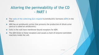 Altering the permeability of the CD
- PART I
 The walls of the collecting duct respond to Antidiuretic hormone (ADH) in the
blood.
 ADH has an antidiuretic action that prevents the production of dilute urine
(and so is called an antidiuretic)
 Cells in the wall have membrane-bound receptors for ADH.
 The ADH binds to these receptors and causes a chain of enzyme-controlled
reactions inside the cell.
5/17/2015 54
 